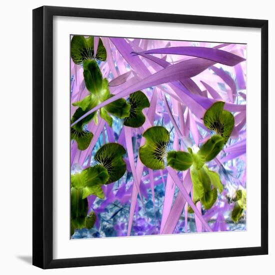 Iris Delight II-Herb Dickinson-Framed Photographic Print