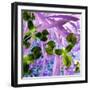 Iris Delight II-Herb Dickinson-Framed Photographic Print