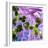 Iris Delight II-Herb Dickinson-Framed Photographic Print