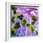 Iris Delight II-Herb Dickinson-Framed Photographic Print