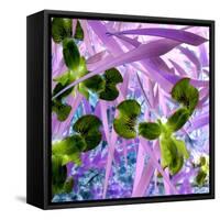 Iris Delight II-Herb Dickinson-Framed Stretched Canvas