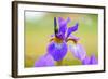 Iris, Detail-Alfons Rumberger-Framed Photographic Print