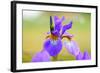 Iris, Detail-Alfons Rumberger-Framed Photographic Print