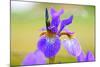 Iris, Detail-Alfons Rumberger-Mounted Photographic Print