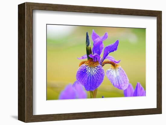 Iris, Detail-Alfons Rumberger-Framed Photographic Print