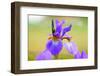 Iris, Detail-Alfons Rumberger-Framed Photographic Print