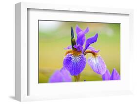 Iris, Detail-Alfons Rumberger-Framed Photographic Print