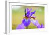 Iris, Detail-Alfons Rumberger-Framed Photographic Print