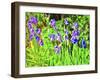 Iris Drifts Into Pop Art-Dorothy Berry-Lound-Framed Giclee Print