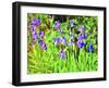 Iris Drifts Into Pop Art-Dorothy Berry-Lound-Framed Giclee Print