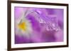 Iris Drop-Ursula Abresch-Framed Photographic Print