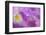 Iris Drop-Ursula Abresch-Framed Photographic Print