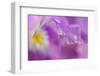 Iris Drop-Ursula Abresch-Framed Photographic Print