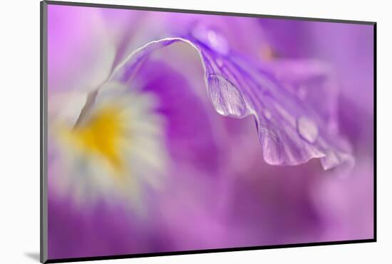 Iris Drop-Ursula Abresch-Mounted Photographic Print