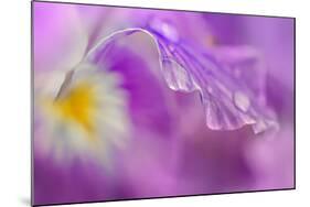 Iris Drop-Ursula Abresch-Mounted Photographic Print