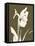 Iris Fall-Albert Koetsier-Framed Stretched Canvas