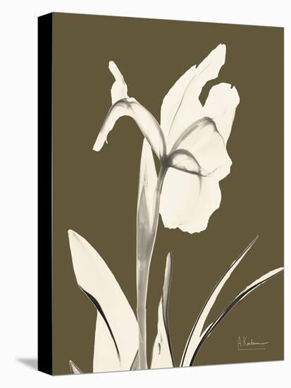 Iris Fall-Albert Koetsier-Stretched Canvas