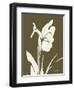 Iris Fall-Albert Koetsier-Framed Art Print