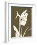 Iris Fall-Albert Koetsier-Framed Art Print