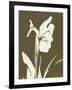 Iris Fall-Albert Koetsier-Framed Art Print