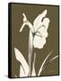 Iris Fall-Albert Koetsier-Framed Stretched Canvas