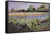 Iris Field and Two Cottages-Timothy Easton-Framed Stretched Canvas