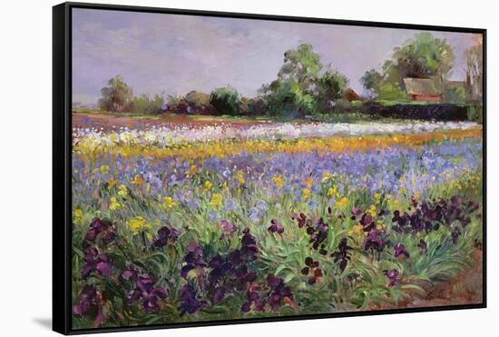 Iris Field and Two Cottages-Timothy Easton-Framed Stretched Canvas