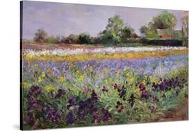 Iris Field and Two Cottages-Timothy Easton-Stretched Canvas