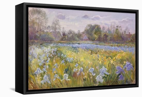 Iris Field in the Evening Light, 1993-Timothy Easton-Framed Stretched Canvas