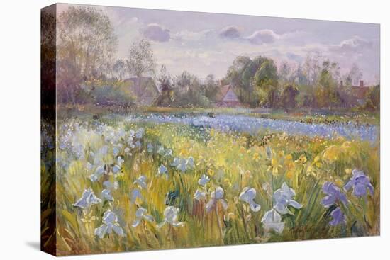 Iris Field in the Evening Light, 1993-Timothy Easton-Stretched Canvas