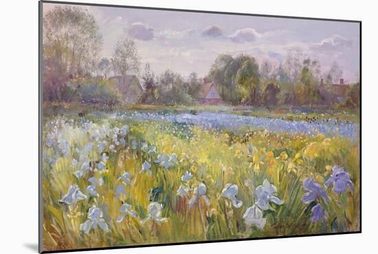 Iris Field in the Evening Light, 1993-Timothy Easton-Mounted Giclee Print