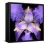 Iris Flower-null-Framed Stretched Canvas