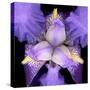 Iris Flower-null-Stretched Canvas