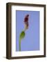Iris Flower-Richard T. Nowitz-Framed Photographic Print