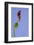 Iris Flower-Richard T. Nowitz-Framed Photographic Print