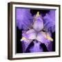 Iris Flower-null-Framed Photographic Print