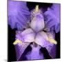 Iris Flower-null-Mounted Photographic Print