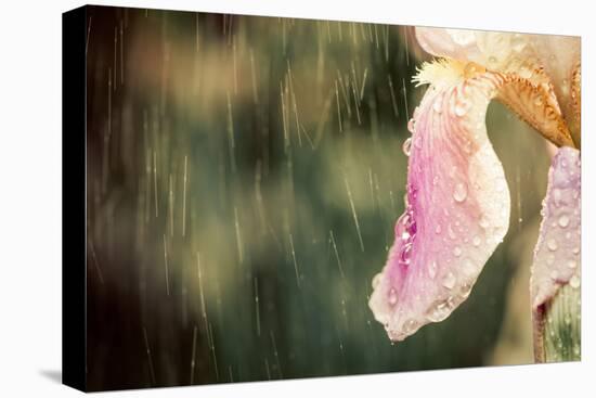 Iris Flower-Alexey Rumyantsev-Stretched Canvas