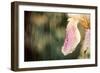 Iris Flower-Alexey Rumyantsev-Framed Photographic Print