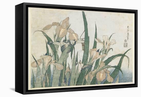 Iris Flowers and Grasshopper, C.1830-31-Katsushika Hokusai-Framed Stretched Canvas