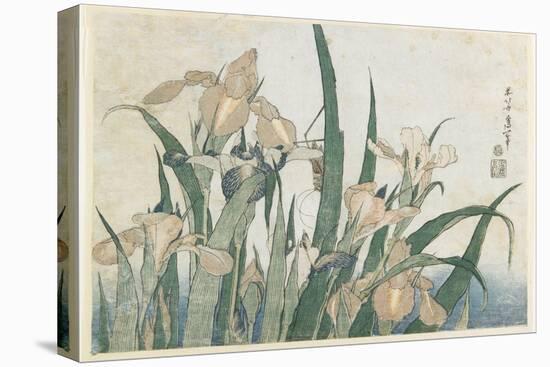 Iris Flowers and Grasshopper, C.1830-31-Katsushika Hokusai-Stretched Canvas