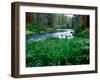 Iris flowers by the Metolius River, Camp Sherman, Deschutes National Forest, Jefferson County, O...-null-Framed Photographic Print