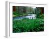 Iris flowers by the Metolius River, Camp Sherman, Deschutes National Forest, Jefferson County, O...-null-Framed Photographic Print