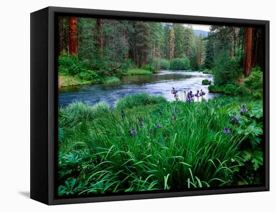 Iris flowers by the Metolius River, Camp Sherman, Deschutes National Forest, Jefferson County, O...-null-Framed Stretched Canvas