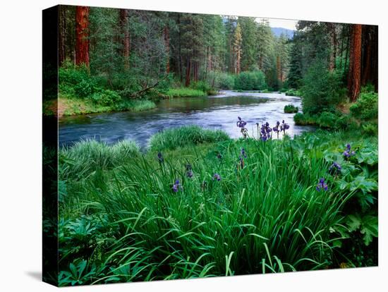 Iris flowers by the Metolius River, Camp Sherman, Deschutes National Forest, Jefferson County, O...-null-Stretched Canvas