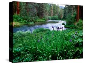 Iris flowers by the Metolius River, Camp Sherman, Deschutes National Forest, Jefferson County, O...-null-Stretched Canvas