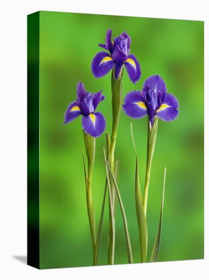 Iris Flowers-Adam Jones-Stretched Canvas