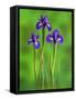 Iris Flowers-Adam Jones-Framed Stretched Canvas