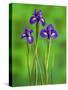 Iris Flowers-Adam Jones-Stretched Canvas