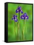 Iris Flowers-Adam Jones-Framed Stretched Canvas